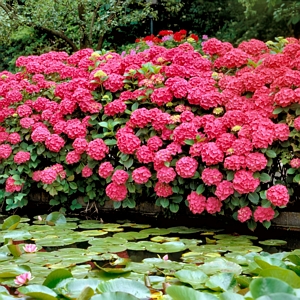 Hydrangea Glowing Embers